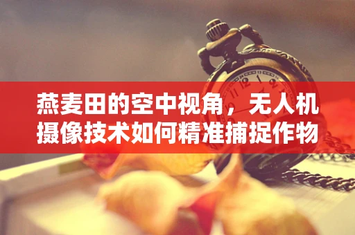 燕麦田的空中视角，无人机摄像技术如何精准捕捉作物生长细节？