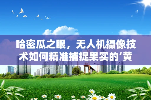哈密瓜之眼，无人机摄像技术如何精准捕捉果实的‘黄金时刻？