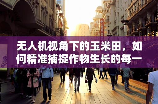 无人机视角下的玉米田，如何精准捕捉作物生长的每一刻？