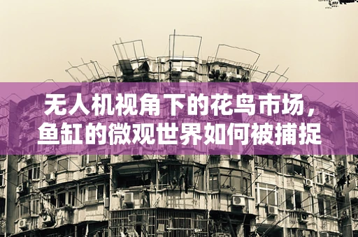 无人机视角下的花鸟市场，鱼缸的微观世界如何被捕捉？