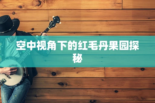空中视角下的红毛丹果园探秘