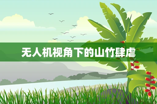 无人机视角下的山竹肆虐