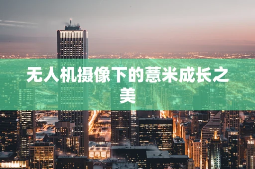 无人机摄像下的薏米成长之美