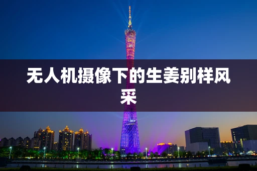 无人机摄像下的生姜别样风采