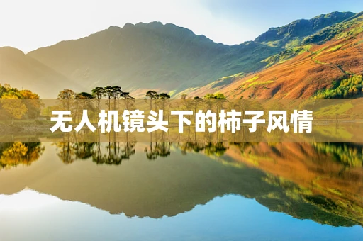 无人机镜头下的柿子风情