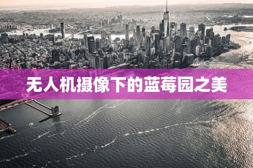 无人机摄像下的蓝莓园之美