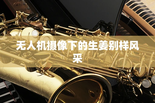 无人机摄像下的生姜别样风采