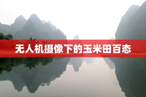 无人机摄像下的玉米田百态