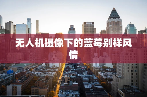 无人机摄像下的蓝莓别样风情