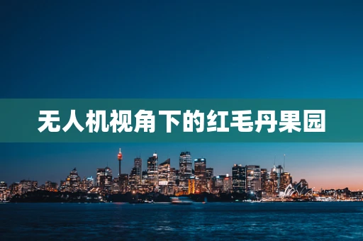 无人机视角下的红毛丹果园