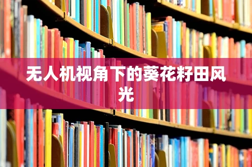 无人机视角下的葵花籽田风光