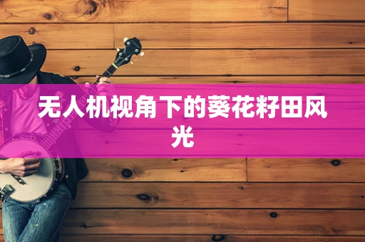 无人机视角下的葵花籽田风光